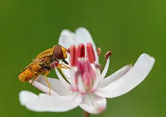 Bosfluweelzweefvlieg