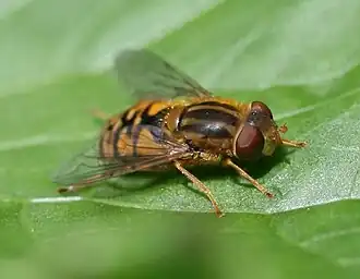 Gewone fluweelzweefvlieg