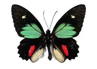 Parides childrenae