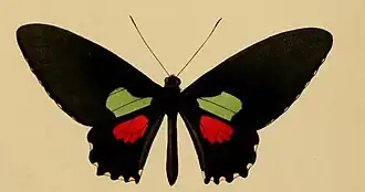Parides aeneas