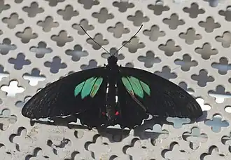 Parides neophilus