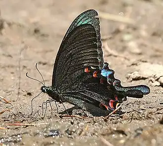 Papilio paris