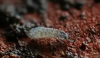 Parisotoma notabilis