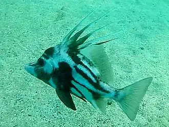 Paristiopterus gallipavo