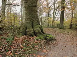 Doorleefde schoonheid.