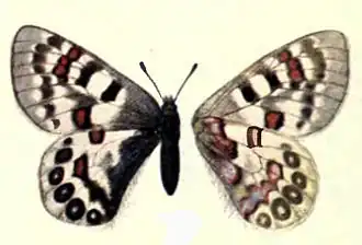 Parnassius hardwickei