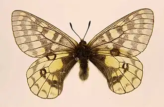 Parnassius eversmanni