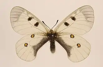 Parnassius nordmanni