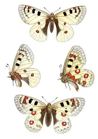 Kleine apollovlinder