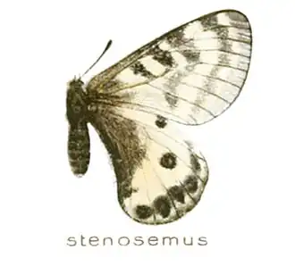 Parnassius stenosemus