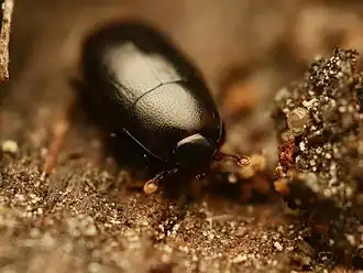 Paromalus flavicornis