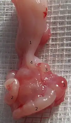 Paroöforon (3) van een kat. 1 Baarmoederhoorn, 2 Eileider, 4 Ligamentum ovarii proprium