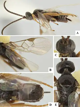 Paroplitis beringianus