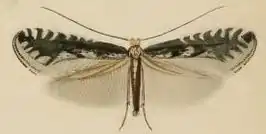 Parornix petiolella