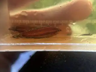 Parosphromenus alfredi