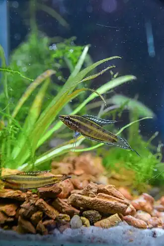 Parosphromenus deissneri