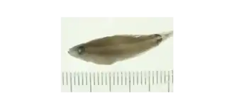 Parosphromenus opallios