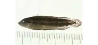 Parosphromenus quindecim