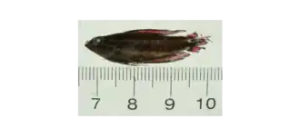 Parosphromenus tweediei