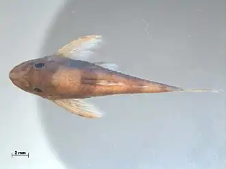 Parotocinclus britskii