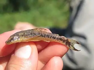 Parotocinclus maculicauda