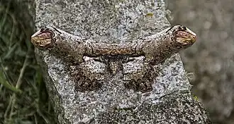 Loxolomia serpentina