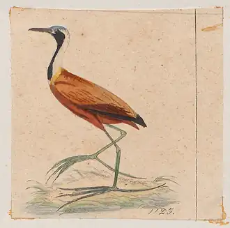 Madagaskarjacana