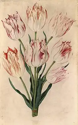 Papegaaitulpen met een spinnenweb, 1653, aquarel op perkament, 28.5 x 19.9 cm, privécollectie