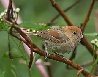 Bruinkopdiksnavelmees