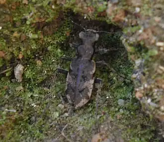 Neocicindela parryi