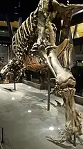 Tyrannosaurus