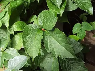 Parthenocissus semicordata