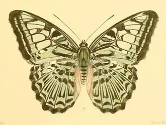 Parthenos cyaneus