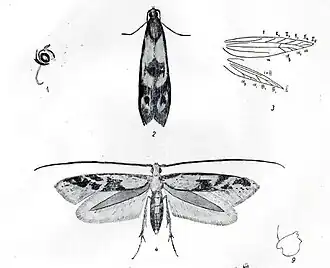 Neomariania partinicensis