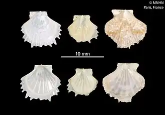 Parvamussium aldeynzeri