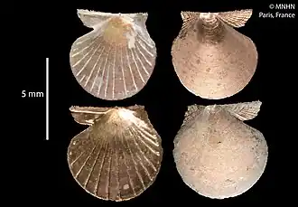 Parvamussium carbaseum