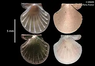 Parvamussium cristatellum