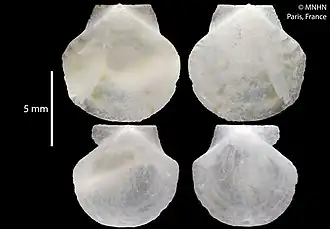 Parvamussium pauciliratum