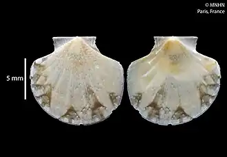 Parvamussium scitulum