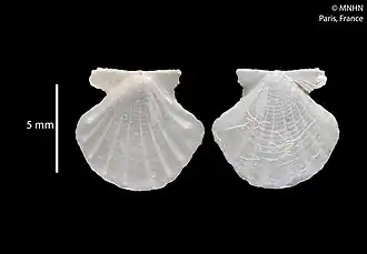 Parvamussium squalidulum