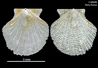 Parvamussium texturatum