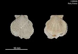 Parvamussium undisonum