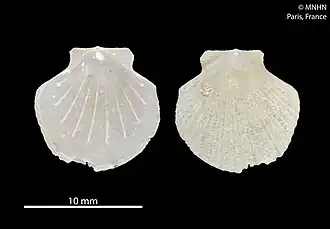 Parvamussium undosum