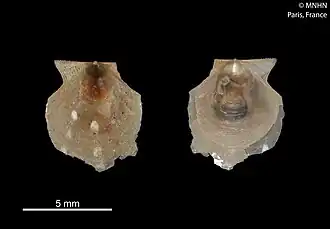 Parvamussium vesiculatum