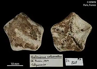 Parvulastra calcarata