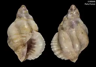 Pascula ozenneana