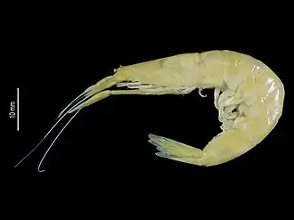 Pasiphaea telacantha