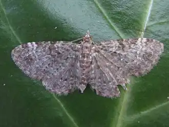 Sleedoorndwergspanner