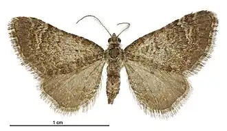 Chloroclystis furva