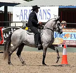 Paso fino
